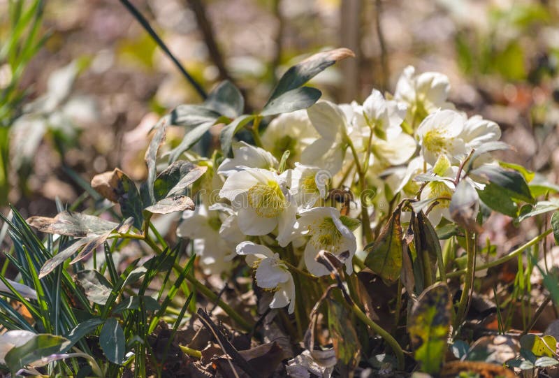 Το Helleborus, Χριστούγεννα αυξήθηκε στη φύση στοκ εικόνες Το Helleborus, Χριστούγεννα αυξήθηκε στη φύση στοκ εικόνες