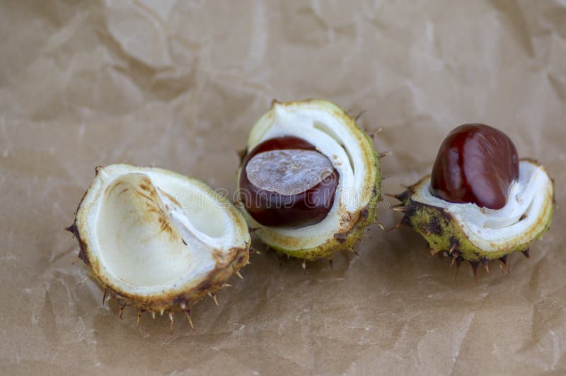 Το hippocastanum Aesculus, καφετιά κάστανα αλόγων, conker δέντρο ωρίμασε τα φρούτα σε τσαλακωμένο χαρτί ψησίματος στοκ φωτογραφίες Το hippocastanum Aesculus, καφετιά κάστανα αλόγων, conker δέντρο ωρίμασε τα φρούτα σε τσαλακωμένο χαρτί ψησίματος στοκ φωτογραφίες