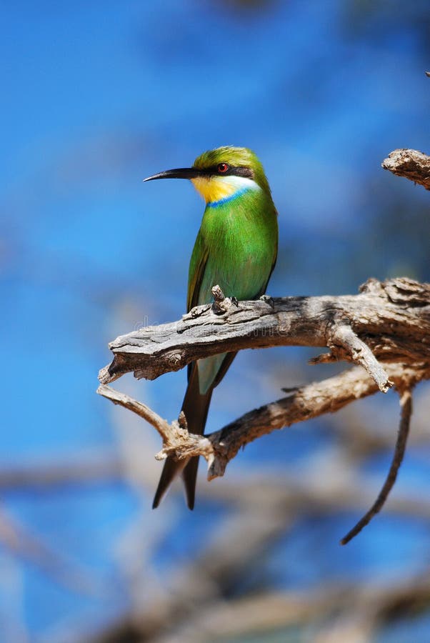 The Swallow-tailed Bee-eater (Merops hirundineus) is a near passerine bird in the bee-eater family Meropidae. Its colours and readily visible forked tail make this species unmistakable (South Africa). The Swallow-tailed Bee-eater (Merops hirundineus) is a near passerine bird in the bee-eater family Meropidae. Its colours and readily visible forked tail make this species unmistakable (South Africa).