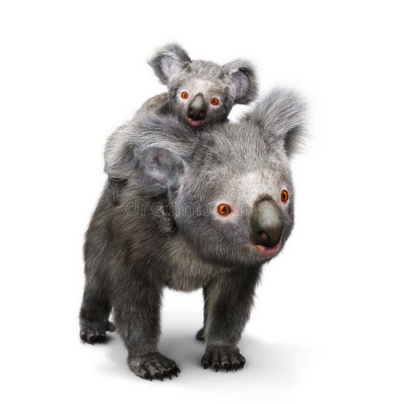 Το Koala αφορά και το μωρό της που κοιτάζει προς τη κάμερα ένα άσπρο υπόβαθρο απεικόνιση αποθεμάτων Το Koala αφορά και το μωρό της που κοιτάζει προς τη κάμερα ένα άσπρο υπόβαθρο απεικόνιση αποθεμάτων