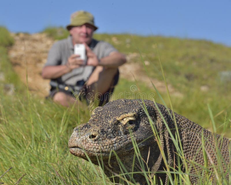 Το komodoensis Varanus δράκων φωτογράφων και Komodo στο νησί Rinca Ο δράκος Komodo είναι η μεγαλύτερη σαύρα διαβίωσης στο worl στοκ εικόνες με δικαίωμα ελεύθερης χρήσης