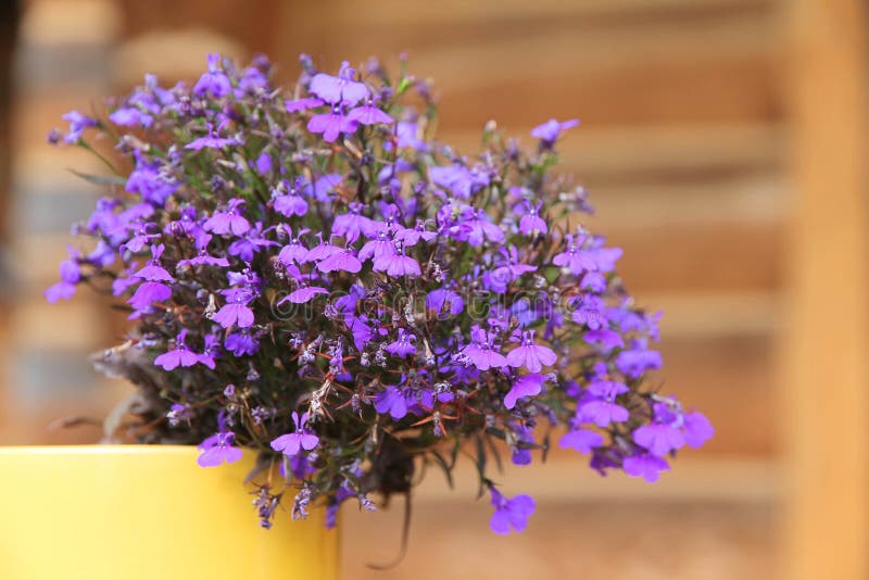 Το Lobelia αυξάνεται σε ένα κίτρινο φλυτζάνι στοκ φωτογραφίες με δικαίωμα ελεύθερης χρήσης Το Lobelia αυξάνεται σε ένα κίτρινο φλυτζάνι στοκ φωτογραφίες με δικαίωμα ελεύθερης χρήσης