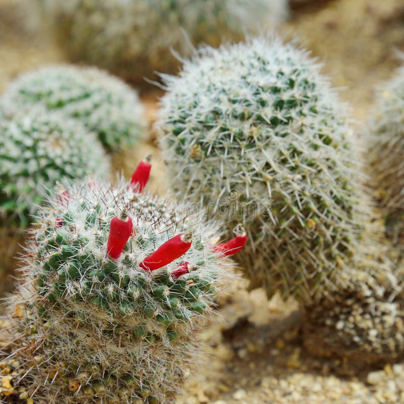 Το Mammillaria SP. , κάκτος αυξάνεται στην άμμο στοκ φωτογραφία