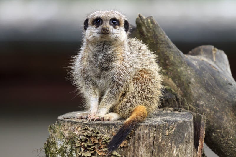 Το Meerkat κάθεται σε ένα κούτσουρο στοκ φωτογραφία με δικαίωμα ελεύθερης χρήσης Το Meerkat κάθεται σε ένα κούτσουρο στοκ φωτογραφία με δικαίωμα ελεύθερης χρήσης