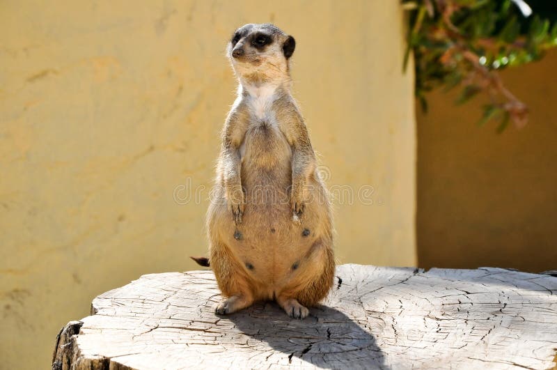 Το meerkat σε ένα στέλεχος στο πάρκο Friguia. Τυνησία. στοκ φωτογραφία Το meerkat σε ένα στέλεχος στο πάρκο Friguia. Τυνησία. στοκ φωτογραφία