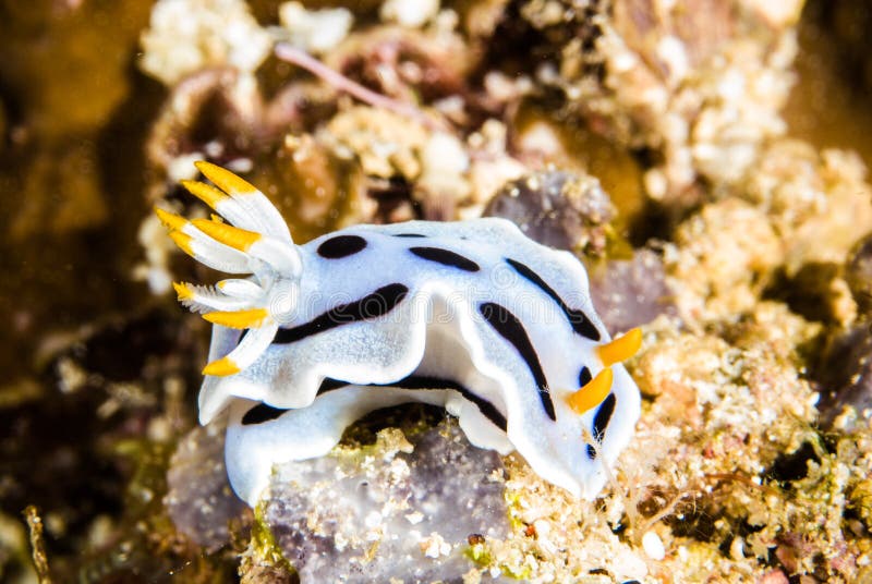 Το Nudibranch τα chromodoris SP της Ινδονησίας sulawesi υποβρύχιο με ραβδώσεις volitans Ερυθρών Θαλασσών pterois φωτογραφιών ψαρι στοκ φωτογραφία με δικαίωμα ελεύθερης χρήσης