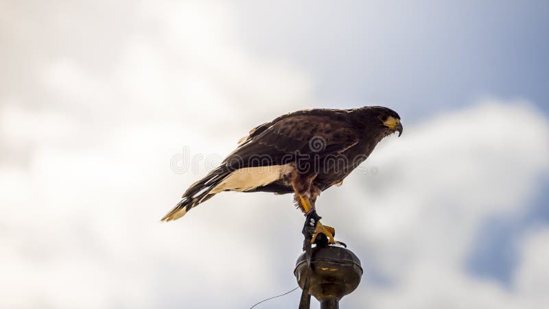 Το Peregrinus, γεράκι που αναρριχείται στην άκρη ενός καμπαναριού στην Ισπανία, είναι ρ στοκ εικόνες Το Peregrinus, γεράκι που αναρριχείται στην άκρη ενός καμπαναριού στην Ισπανία, είναι ρ στοκ εικόνες