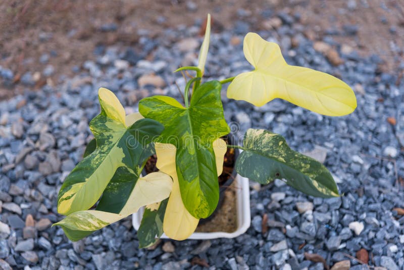 beautiful philodendron bipennifolium variegated in the pot. beautiful philodendron bipennifolium variegated in the pot