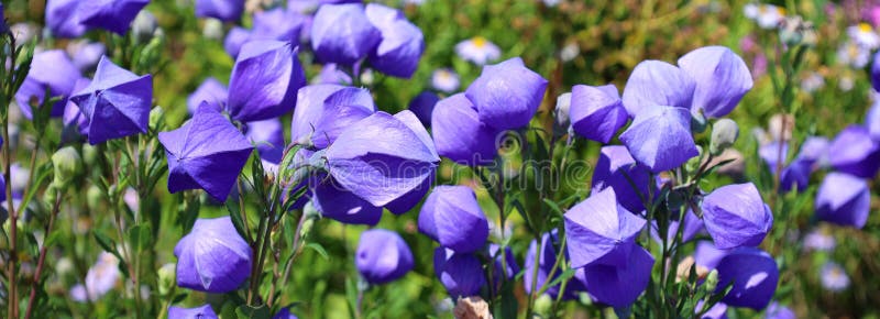 το platycodon grandiflorus από τα αρχαία είναι ένα είδος ποωδών ανθοφόρων πολυετών φυτών στοκ εικόνες