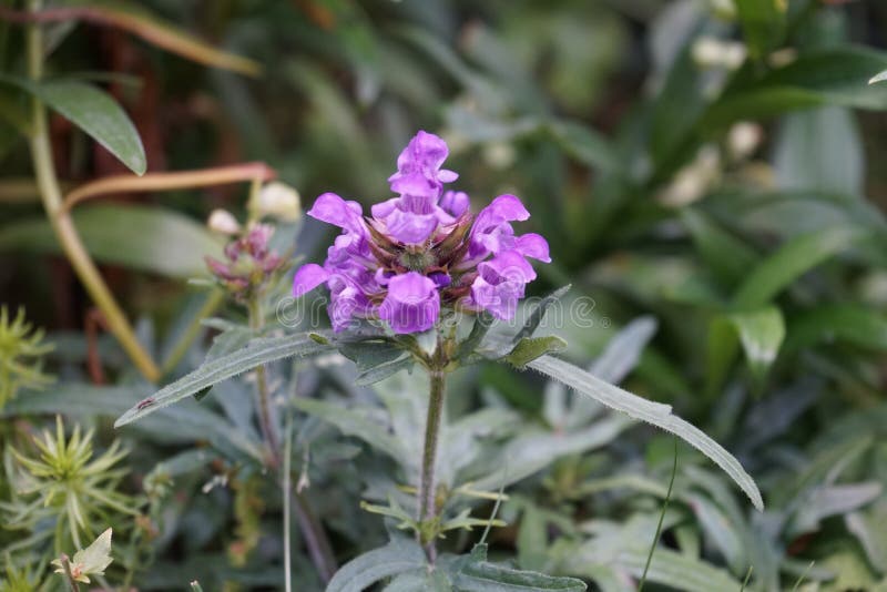 το prunella grandiflora το λυγισμένο αυτοφυές φυτό είναι διακοσμητικό φυτό στην οικογένεια lamiaceae. γερμανία στοκ φωτογραφία