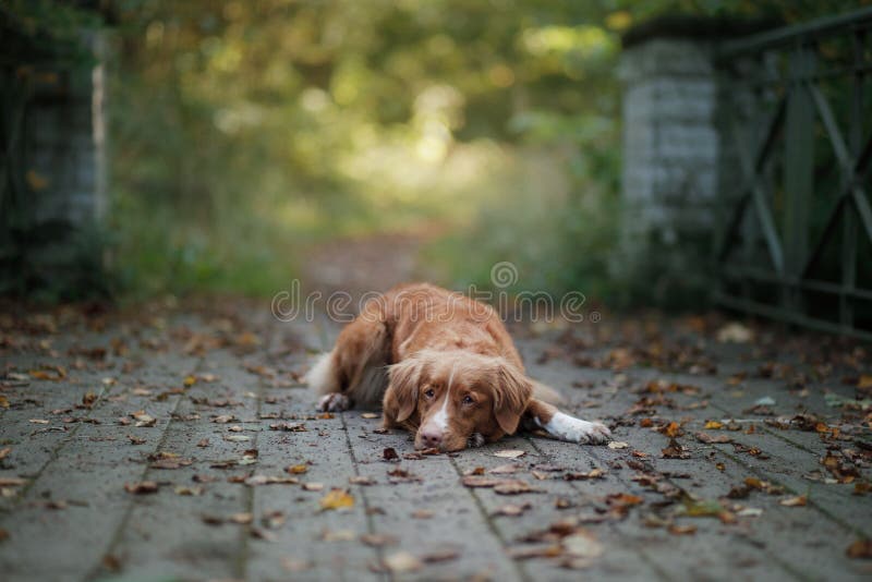 Το Retriever διοδίων παπιών της Νέας Σκοτίας σκυλί υπαίθριο στοκ εικόνες με δικαίωμα ελεύθερης χρήσης Το Retriever διοδίων παπιών της Νέας Σκοτίας σκυλί υπαίθριο στοκ εικόνες με δικαίωμα ελεύθερης χρήσης