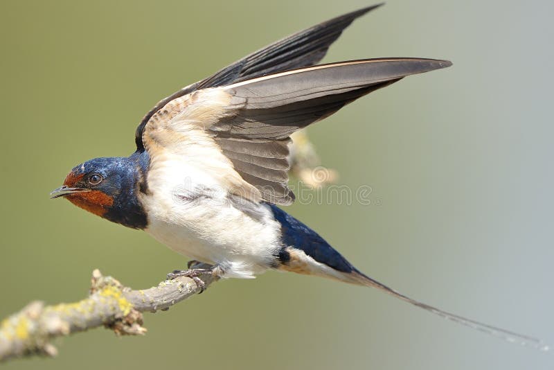 The barn swallow (Hirundo rustica) is the most widespread species of swallow in the world. The barn swallow (Hirundo rustica) is the most widespread species of swallow in the world.