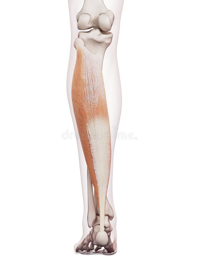 Medically accurate muscle illustration of the soleus. Medically accurate muscle illustration of the soleus