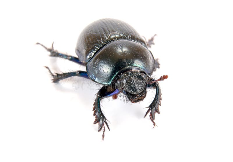 Το stercorarius Geotrupes, ή οι γη-τρυπώντας κάνθαροι κοπριάς, ή η κοπριά είναι στοκ εικόνα με δικαίωμα ελεύθερης χρήσης Το stercorarius Geotrupes, ή οι γη-τρυπώντας κάνθαροι κοπριάς, ή η κοπριά είναι στοκ εικόνα με δικαίωμα ελεύθερης χρήσης