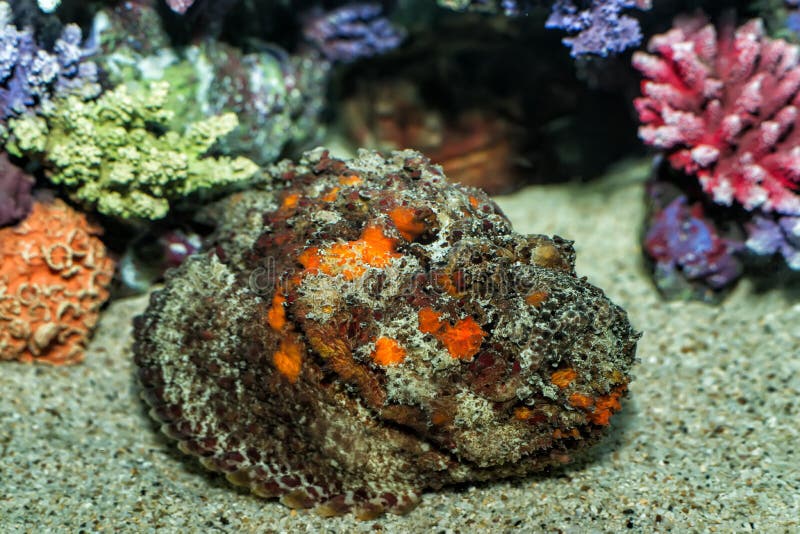 The Stonefishe resting on sandy ground. The Stonefishe resting on sandy ground