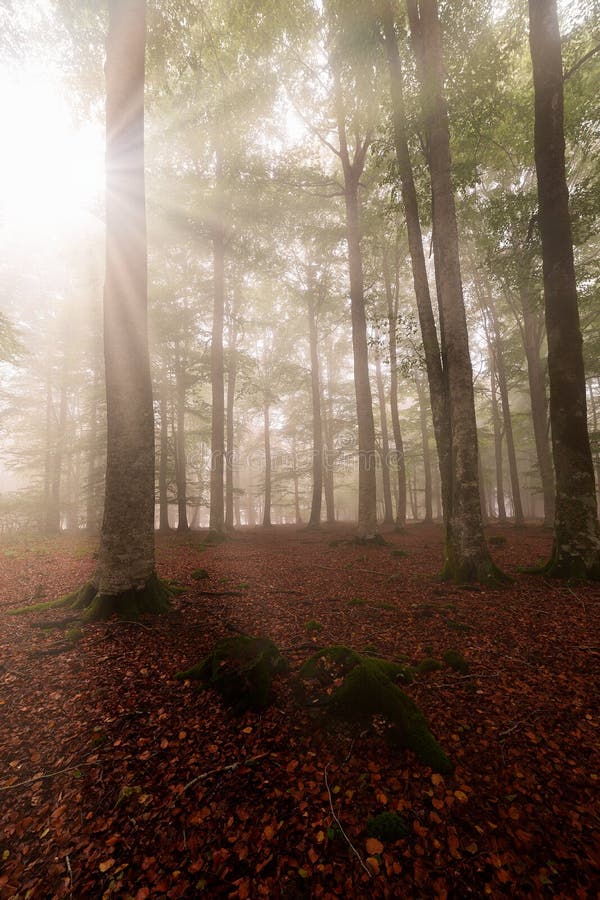 Το Sunrays το δάσος οξιών σε Entzia στοκ φωτογραφία Το Sunrays το δάσος οξιών σε Entzia στοκ φωτογραφία