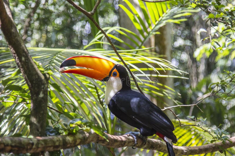 Το Tucano, Parque DAS Aves, Foz κάνει Iguacu, Βραζιλία στοκ εικόνα με δικαίωμα ελεύθερης χρήσης Το Tucano, Parque DAS Aves, Foz κάνει Iguacu, Βραζιλία στοκ εικόνα με δικαίωμα ελεύθερης χρήσης