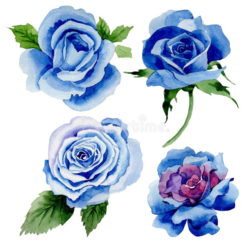 Το Wildflower μπλε αυξήθηκε λουλούδι σε ένα ύφος watercolor που απομονώθηκε διανυσματική απεικόνιση Το Wildflower μπλε αυξήθηκε λουλούδι σε ένα ύφος watercolor που απομονώθηκε διανυσματική απεικόνιση