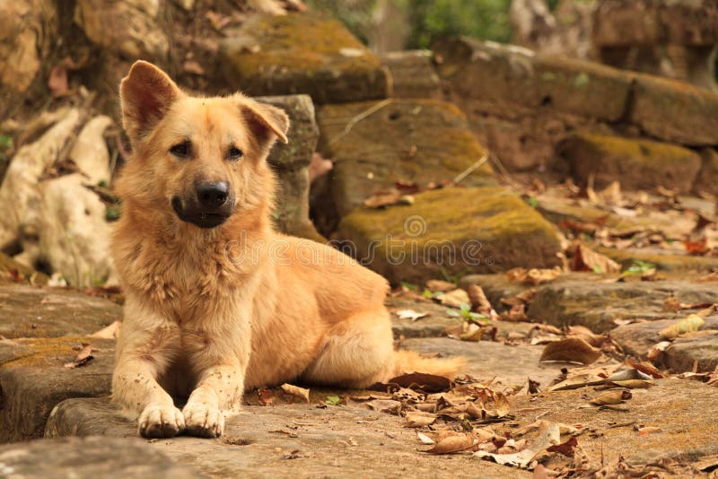 Wild street dog in Ankor wat Cambodia. Wild street dog in Ankor wat Cambodia