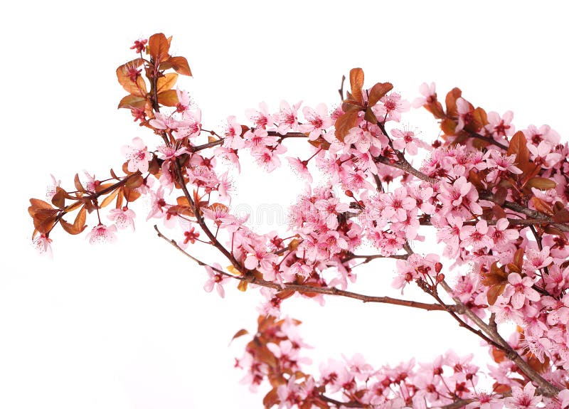Το άνθος κερασιών απομονώνει Sakura Όμορφα ρόδινα λουλούδια στοκ εικόνες με δικαίωμα ελεύθερης χρήσης Το άνθος κερασιών απομονώνει Sakura Όμορφα ρόδινα λουλούδια στοκ εικόνες με δικαίωμα ελεύθερης χρήσης