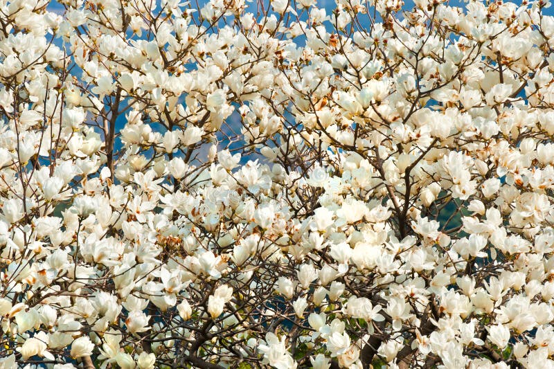 Το άσπρο magnolia ανθίζει floral υπόβαθρο της άνοιξη Jeju στοκ φωτογραφίες