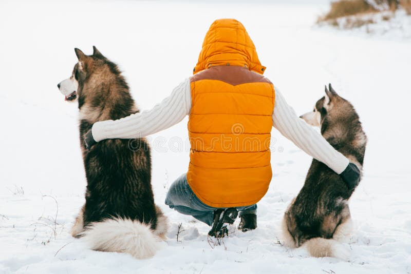 Το άτομο με την πίσω άποψη Huskies σκυλιών κάθεται στο χιόνι Ζωικά σκυλί και άτομο φιλίας στοκ εικόνα
