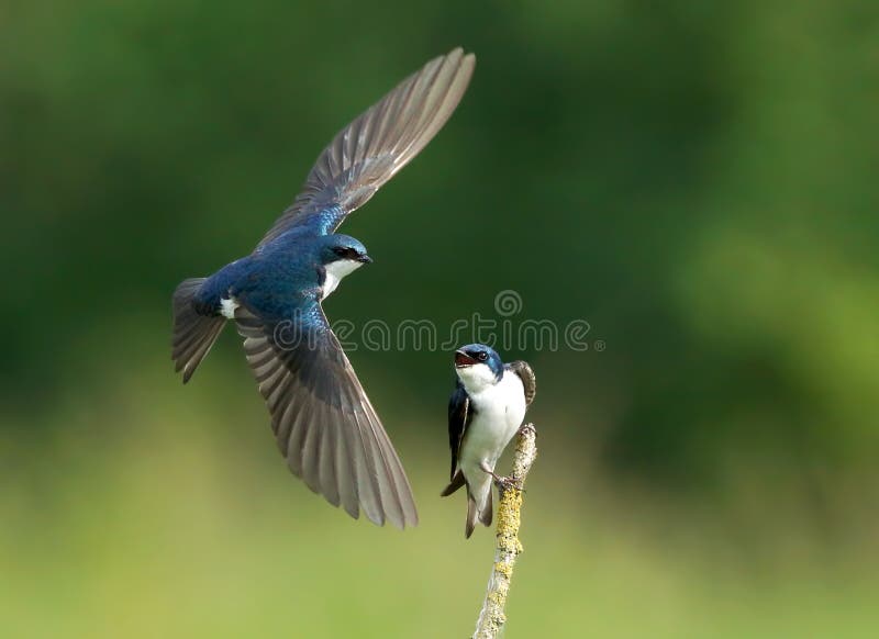 Colourful iridescent adult Tree Swallows being playful during mating season. Colourful iridescent adult Tree Swallows being playful during mating season