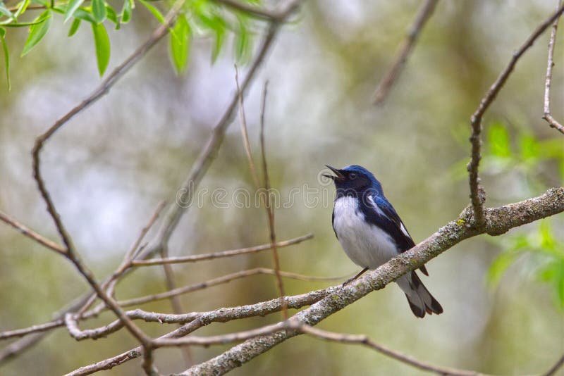 Το αρσενικό μαύρος-η μπλε συλβία Setophaga caerulescens τραγουδώντας στοκ εικόνα Το αρσενικό μαύρος-η μπλε συλβία Setophaga caerulescens τραγουδώντας στοκ εικόνα