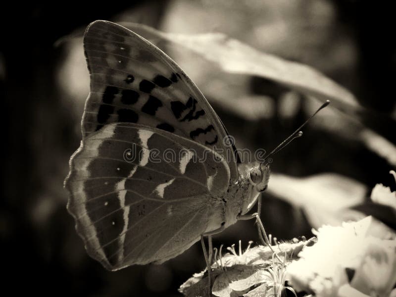 Το ασήμι έπλυνε fritillary στενό επάνω πεταλούδων σε μονοχρωματικό στοκ εικόνες Το ασήμι έπλυνε fritillary στενό επάνω πεταλούδων σε μονοχρωματικό στοκ εικόνες