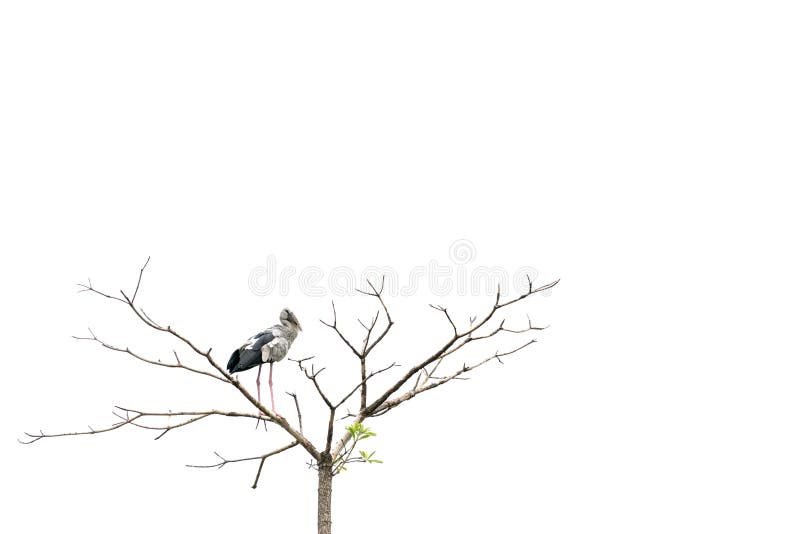 Το ασιατικό πουλί πελαργών openbill εσκαρφάλωσε σε ένα δέντρο, που απομονώθηκε στο άσπρο υπόβαθρο με το διάστημα αντιγράφων στοκ φωτογραφία με δικαίωμα ελεύθερης χρήσης