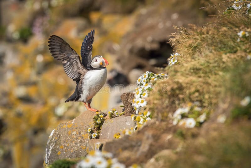 Το ατλαντικό puffin, arctica Fratercula κάθεται στο clouse χλόης πολύ να τοποθετηθεί του στην τρύπα Είναι χαρακτηριστικός να τοπο στοκ φωτογραφίες Το ατλαντικό puffin, arctica Fratercula κάθεται στο clouse χλόης πολύ να τοποθετηθεί του στην τρύπα Είναι χαρακτηριστικός να τοπο στοκ φωτογραφίες