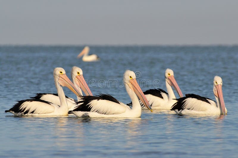 Το αυστραλιανό pelicans Pelecanus conspicillatus είναι ένα μεγάλο υδρόβιο πουλί της οικογένειας Pelecanidae, Εθνικό Πάρκο Κορόνγκ στοκ εικόνες με δικαίωμα ελεύθερης χρήσης
