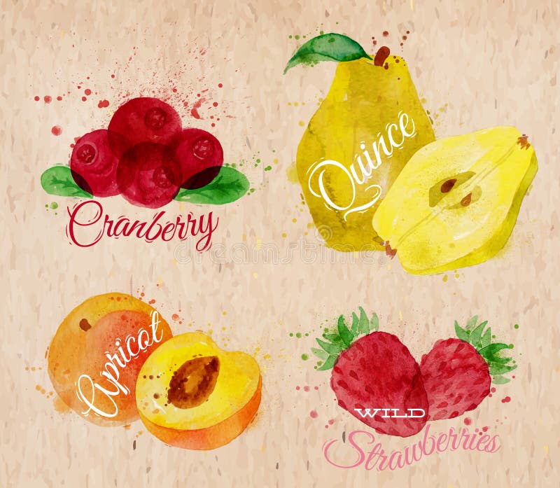 Fruit set drawn watercolor blots and stains with a spray cranberry, quince, apricot, wild strawberries in kraft. Fruit set drawn watercolor blots and stains with a spray cranberry, quince, apricot, wild strawberries in kraft