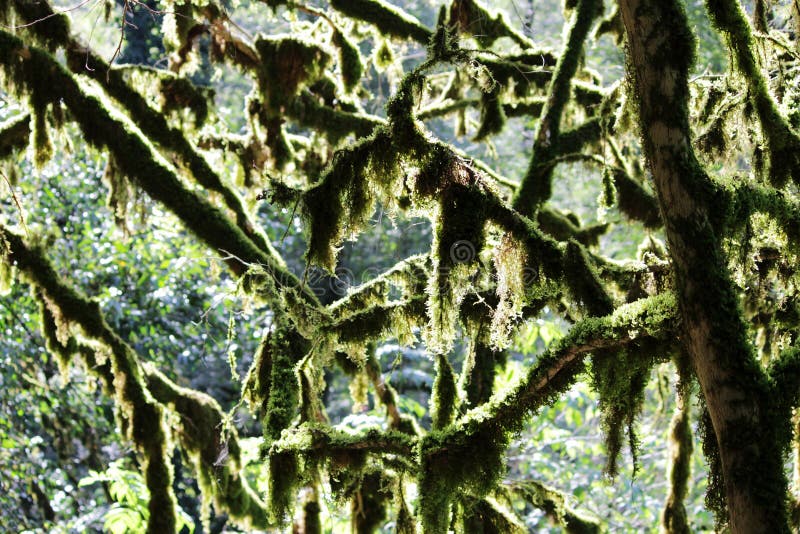 Το δέντρο yew και bookswood το άλσος δέντρων είναι μια φυσική περιοχή στο χωριό οικοδεσποτών, Sochi, Krasnodar Krai, Ρωσία στοκ εικόνες Το δέντρο yew και bookswood το άλσος δέντρων είναι μια φυσική περιοχή στο χωριό οικοδεσποτών, Sochi, Krasnodar Krai, Ρωσία στοκ εικόνες