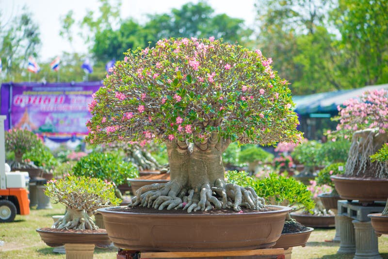 Το δέντρο ή η έρημος Adenium αυξήθηκε στο δοχείο λουλουδιών στοκ φωτογραφίες Το δέντρο ή η έρημος Adenium αυξήθηκε στο δοχείο λουλουδιών στοκ φωτογραφίες