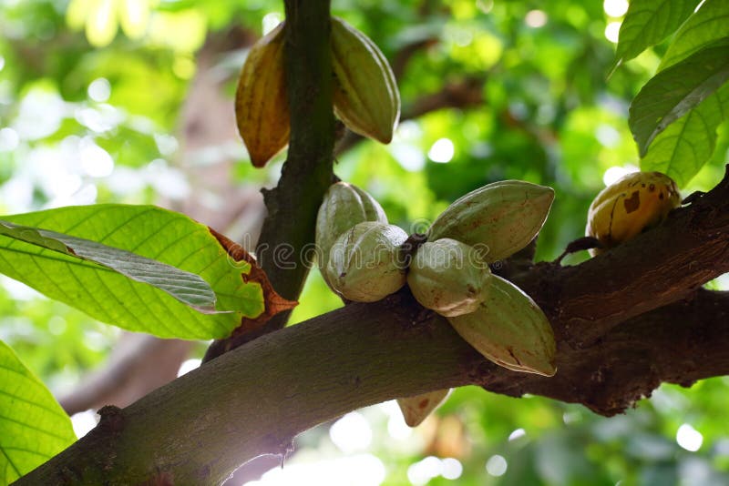 The cocoa fruits on the cocoa tree. Cocoa seeds contain a variety of medicinal chemical components. It is also the main raw material for making cocoa powder and chocolate candy. It is one of the three largest beverages in the world. Cocoa is native to the central and southern America. It is widely cultivated in tropical regions all over the world now. The cocoa fruits on the cocoa tree. Cocoa seeds contain a variety of medicinal chemical components. It is also the main raw material for making cocoa powder and chocolate candy. It is one of the three largest beverages in the world. Cocoa is native to the central and southern America. It is widely cultivated in tropical regions all over the world now.