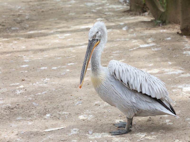 Το δαλματικό crispus Pelecanus πελεκάνων στο έδαφος στο δέλτα Δούναβη - Ρουμανία, Ευρώπη στοκ εικόνα με δικαίωμα ελεύθερης χρήσης Το δαλματικό crispus Pelecanus πελεκάνων στο έδαφος στο δέλτα Δούναβη - Ρουμανία, Ευρώπη στοκ εικόνα με δικαίωμα ελεύθερης χρήσης