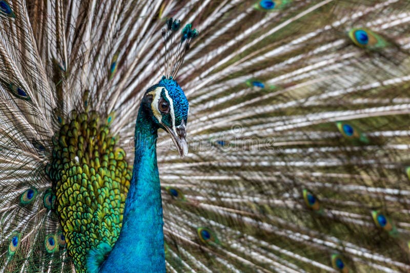 Το εξωτικό αρσενικό Peacock με το ζαλίζοντας φτερό του στοκ εικόνες Το εξωτικό αρσενικό Peacock με το ζαλίζοντας φτερό του στοκ εικόνες