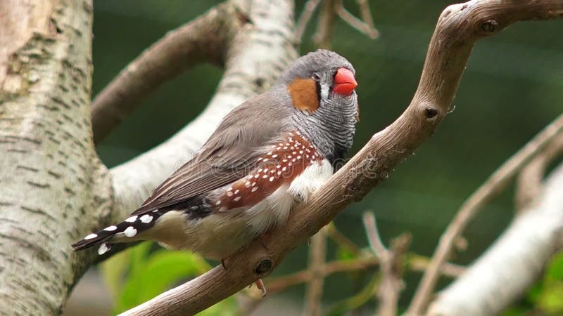 Το ζέβες finch εξωτικό πουλί κάθεται σε έναν κλάδο δέντρων