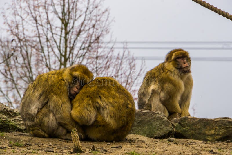 Το ζεύγος αγάπης Βαρβαρίας macaques που αγκαλιάζει η μια την άλλη, ζωική οικογένεια, διακινδύνεψε ζωικό specie από την Αφρική στοκ εικόνα με δικαίωμα ελεύθερης χρήσης Το ζεύγος αγάπης Βαρβαρίας macaques που αγκαλιάζει η μια την άλλη, ζωική οικογένεια, διακινδύνεψε ζωικό specie από την Αφρική στοκ εικόνα με δικαίωμα ελεύθερης χρήσης
