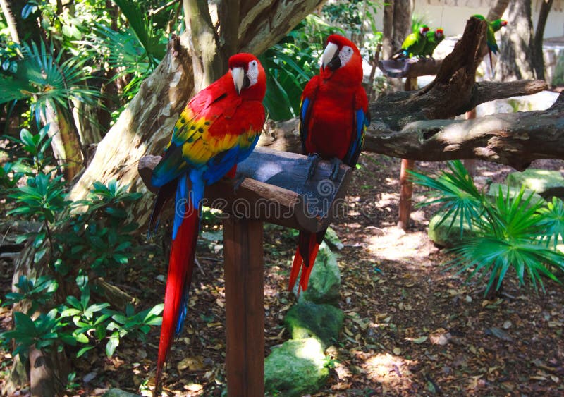 Το ζεύγος των ζωηρόχρωμων παπαγάλων macaws στο πάρκο Μεξικό Xcaret στοκ φωτογραφίες Το ζεύγος των ζωηρόχρωμων παπαγάλων macaws στο πάρκο Μεξικό Xcaret στοκ φωτογραφίες