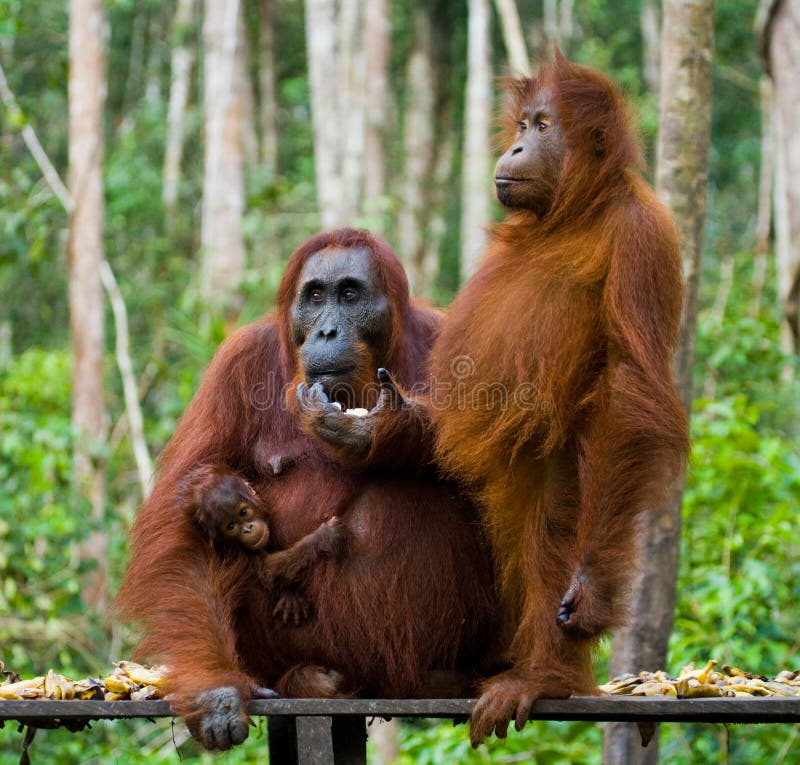 Το θηλυκό orangutan με ένα μωρό στη θέση σίτισης Ινδονησία Το νησί Kalimantan Μπόρνεο