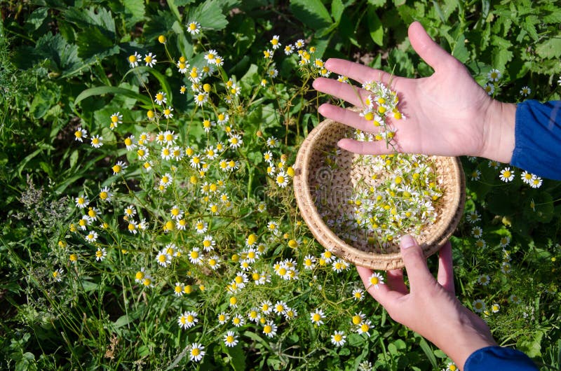 Το θηλυκό μαζεύει με το χέρι camomile τις ανθίσεις λουλουδιών χορταριών στοκ εικόνες Το θηλυκό μαζεύει με το χέρι camomile τις ανθίσεις λουλουδιών χορταριών στοκ εικόνες