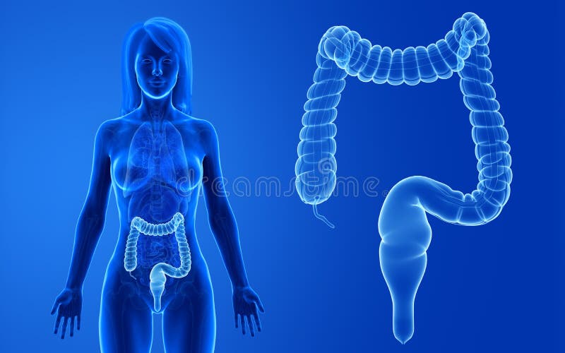 3d rendered medically accurate illustration of the female colon. 3d rendered medically accurate illustration of the female colon