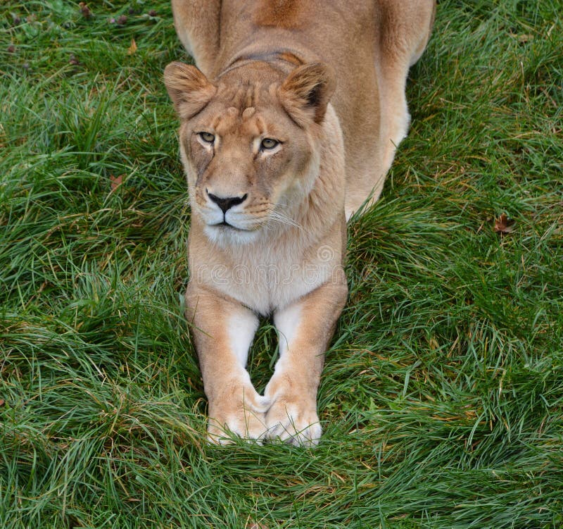 Female lion is one of the four big cats in the genus Panthera, and a member of the family Felidae. Female lion is one of the four big cats in the genus Panthera, and a member of the family Felidae.