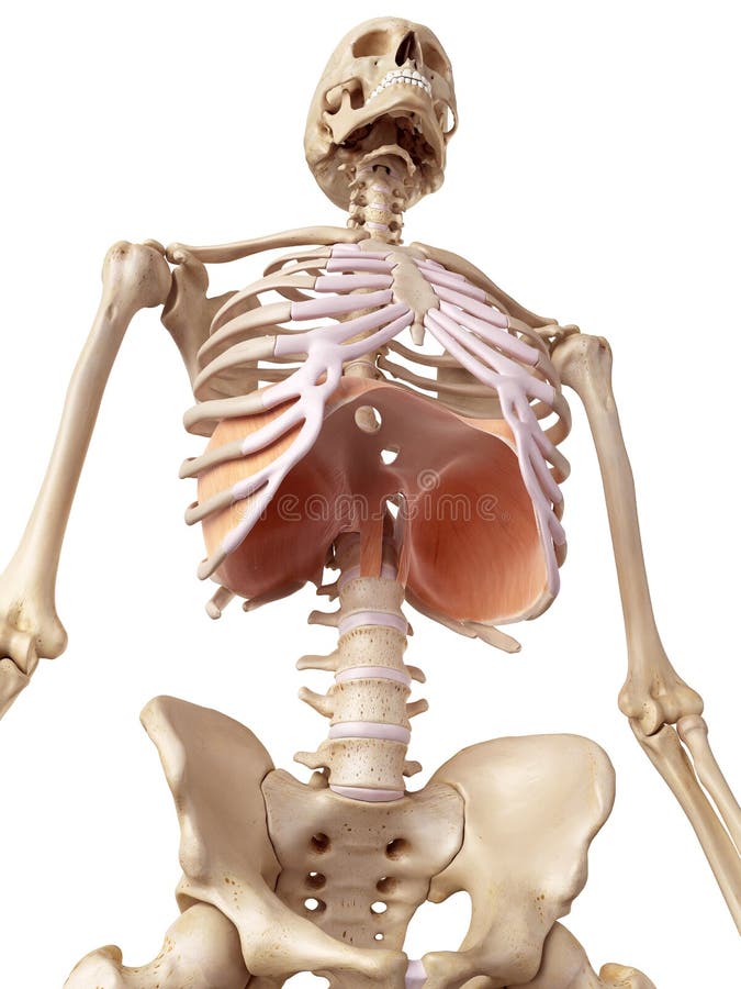 Medical accurate illustration of the diaphragm. Medical accurate illustration of the diaphragm