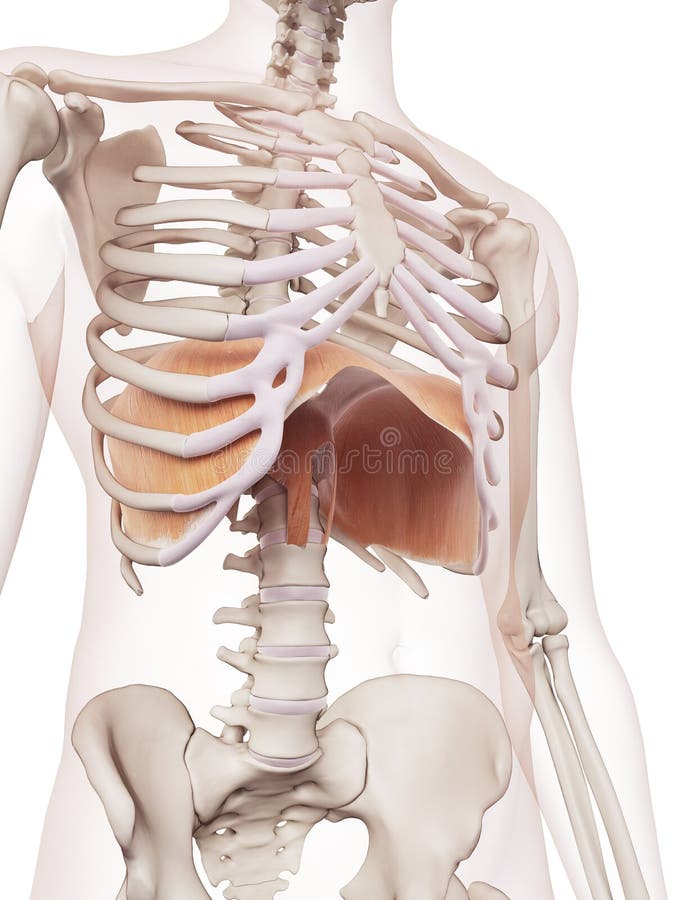 Medically accurate muscle illustration of the diaphragm. Medically accurate muscle illustration of the diaphragm