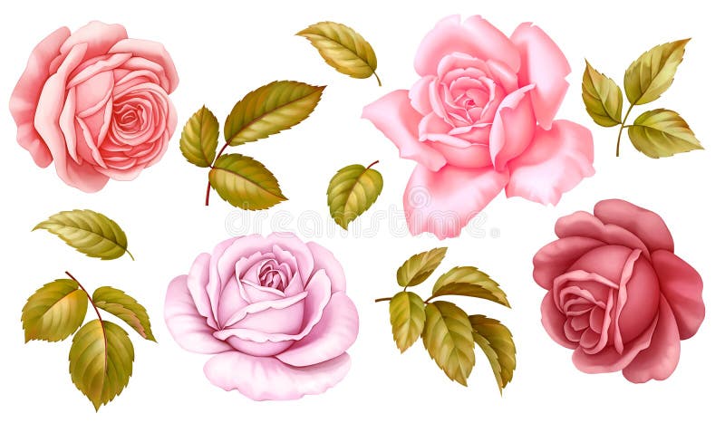 Το διανυσματικό floral σύνολο ρόδινου κόκκινου μπλε άσπρου εκλεκτής ποιότητας αυξήθηκε πράσινα χρυσά φύλλα λουλουδιών που απομονώ απεικόνιση αποθεμάτων