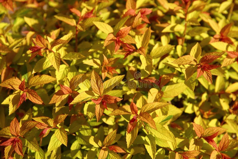 Το ιαπωνικό spirea είναι ένας θάμνος με τα διακοσμητικά φύλλα που βρίσκονται ο συχνότερα στα αστικά πάρκα στοκ εικόνες με δικαίωμα ελεύθερης χρήσης