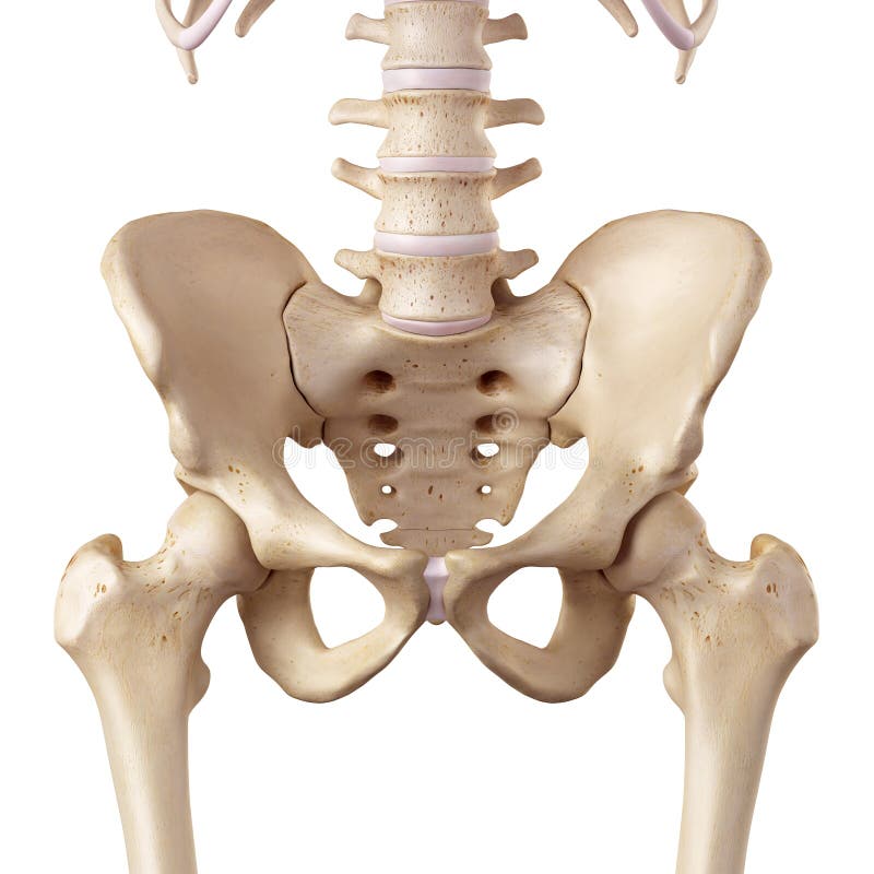 Medical accurate illustration of the hip. Medical accurate illustration of the hip